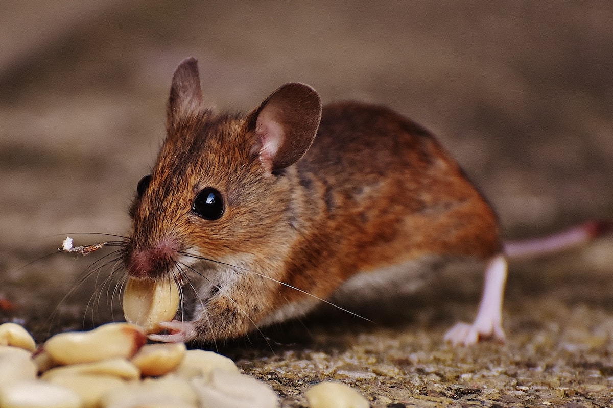 Does the landlord or tenant pay for pest control? Adam Pest Control