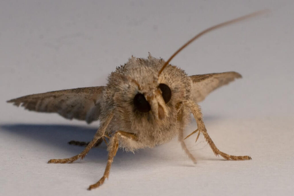 how to keep moths away at night