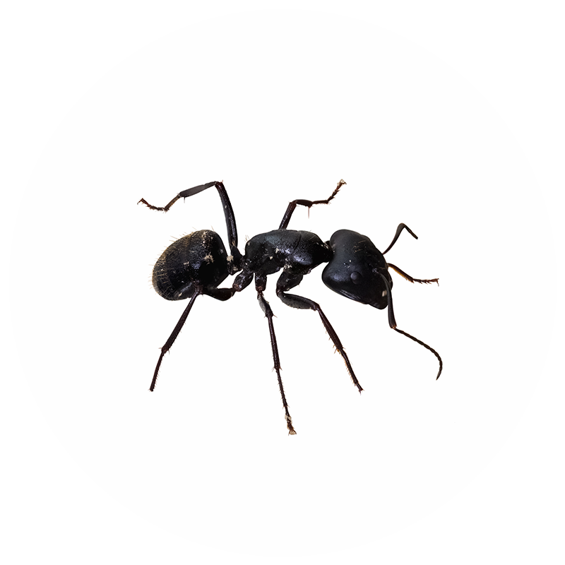 Ants