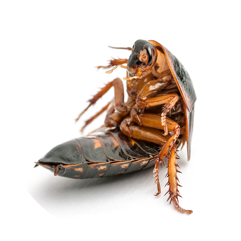 Cockroaches