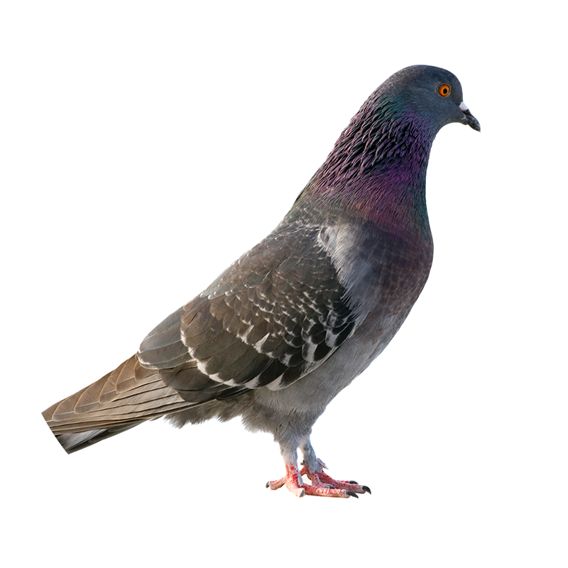 Pigeons