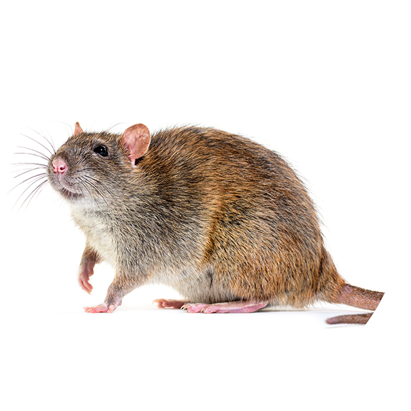 Rodents